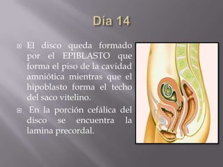   El disco queda formado
    por el EPIBLASTO que
    forma el piso de la cavidad
    amniótica mientras que el
    hipoblasto forma el techo
    del saco vitelino.
    En la porción cefálica del
    disco se encuentra la
    lamina precordal.
 