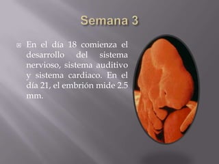    En el día 18 comienza el
    desarrollo del sistema
    nervioso, sistema auditivo
    y sistema cardiaco. En el
    día 21, el embrión mide 2.5
    mm.
 