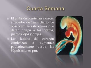    El embrión comienza a crecer
    alrededor de 1mm diario. Se
    observan las estructuras que
    darán origen a los brazos,
    piernas, ojos y orejas.
   Los latidos del corazón
    comienzan       a    aumentar
    paulatinamente desde las
    80pulsaciones pm.
 
