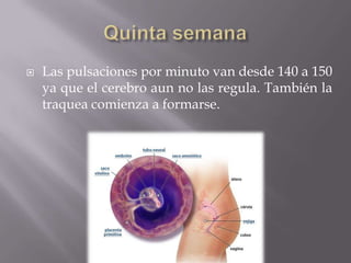    Las pulsaciones por minuto van desde 140 a 150
    ya que el cerebro aun no las regula. También la
    traquea comienza a formarse.
 