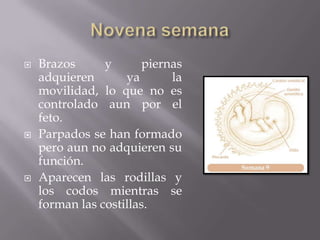    Brazos      y      piernas
    adquieren       ya      la
    movilidad, lo que no es
    controlado aun por el
    feto.
   Parpados se han formado
    pero aun no adquieren su
    función.
   Aparecen las rodillas y
    los codos mientras se
    forman las costillas.
 