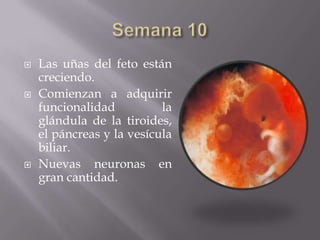    Las uñas del feto están
    creciendo.
   Comienzan a adquirir
    funcionalidad          la
    glándula de la tiroides,
    el páncreas y la vesícula
    biliar.
   Nuevas neuronas en
    gran cantidad.
 