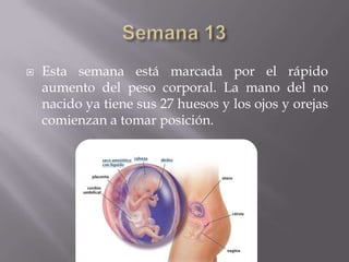    Esta semana está marcada por el rápido
    aumento del peso corporal. La mano del no
    nacido ya tiene sus 27 huesos y los ojos y orejas
    comienzan a tomar posición.
 