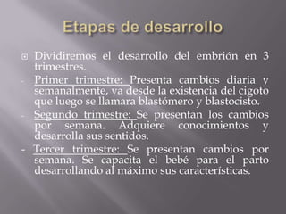 Dividiremos el desarrollo del embrión en 3
  trimestres.
- Primer trimestre: Presenta cambios diaria y
  semanalmente, va desde la existencia del cigoto
  que luego se llamara blastómero y blastocisto.
- Segundo trimestre: Se presentan los cambios
  por semana. Adquiere conocimientos y
  desarrolla sus sentidos.
- Tercer trimestre: Se presentan cambios por
  semana. Se capacita el bebé para el parto
  desarrollando al máximo sus características.
 