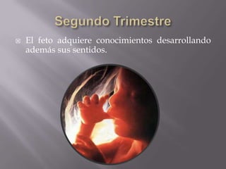    El feto adquiere conocimientos desarrollando
    además sus sentidos.
 