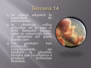    Su cabeza adquiere la
    capacidad                de
    movimiento.
   Se     observan      vellos
    delicados en la cara el
    bebé llamados lanugo,
    estos se conservan hasta
    el momento del parto
    donde caen.
   Los      genitales     han
    madurado
    completamente,          así
    también     la    glándula
    tiroidea que ya empieza a
    producir         hormonas
    tiroideas.
 