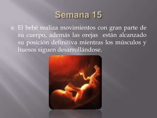    El bebé realiza movimientos con gran parte de
    su cuerpo, además las orejas están alcanzado
    su posición definitiva mientras los músculos y
    huesos siguen desarrollándose.
 
