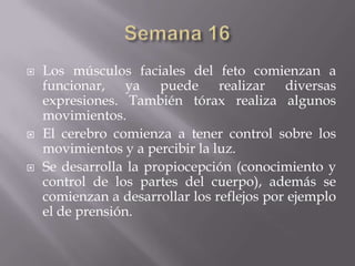    Los músculos faciales del feto comienzan a
    funcionar, ya puede realizar diversas
    expresiones. También tórax realiza algunos
    movimientos.
   El cerebro comienza a tener control sobre los
    movimientos y a percibir la luz.
   Se desarrolla la propiocepción (conocimiento y
    control de los partes del cuerpo), además se
    comienzan a desarrollar los reflejos por ejemplo
    el de prensión.
 