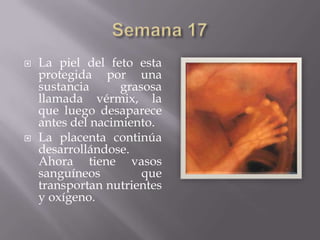    La piel del feto esta
    protegida por una
    sustancia      grasosa
    llamada vérmix, la
    que luego desaparece
    antes del nacimiento.
   La placenta continúa
    desarrollándose.
    Ahora tiene vasos
    sanguíneos         que
    transportan nutrientes
    y oxígeno.
 