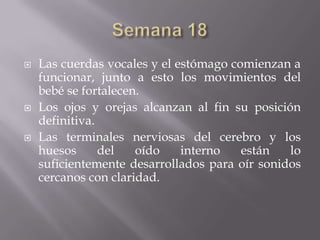    Las cuerdas vocales y el estómago comienzan a
    funcionar, junto a esto los movimientos del
    bebé se fortalecen.
   Los ojos y orejas alcanzan al fin su posición
    definitiva.
   Las terminales nerviosas del cerebro y los
    huesos      del   oído    interno   están   lo
    suficientemente desarrollados para oír sonidos
    cercanos con claridad.
 