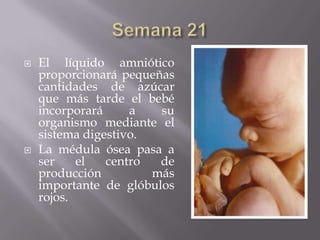    El líquido amniótico
    proporcionará pequeñas
    cantidades de azúcar
    que más tarde el bebé
    incorporará     a   su
    organismo mediante el
    sistema digestivo.
   La médula ósea pasa a
    ser    el   centro  de
    producción         más
    importante de glóbulos
    rojos.
 