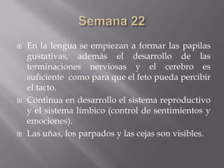    En la lengua se empiezan a formar las papilas
    gustativas, además el desarrollo de las
    terminaciones nerviosas y el cerebro es
    suficiente como para que el feto pueda percibir
    el tacto.
   Continua en desarrollo el sistema reproductivo
    y el sistema límbico (control de sentimientos y
    emociones).
   Las uñas, los parpados y las cejas son visibles.
 