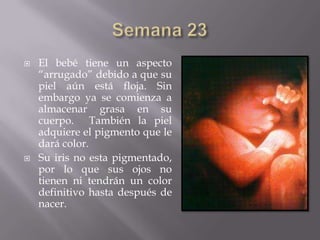    El bebé tiene un aspecto
    “arrugado” debido a que su
    piel aún está floja. Sin
    embargo ya se comienza a
    almacenar grasa en su
    cuerpo. También la piel
    adquiere el pigmento que le
    dará color.
   Su iris no esta pigmentado,
    por lo que sus ojos no
    tienen ni tendrán un color
    definitivo hasta después de
    nacer.
 
