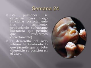   Los       pulmones     se
    capacitan para luego
    funcionar correctamente
    tras     el   nacimiento,
    produciendo sufructante
    (sustancia que permite
    que           respiremos
    correctamente).
   El desarrollo del oído
    interno ha finalizado lo
    que permite que el bebé
    diferencie su posición en
    el útero.
 