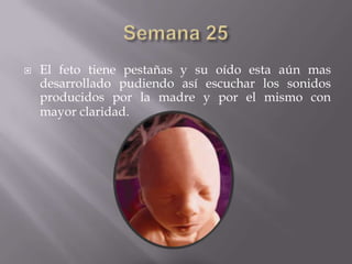    El feto tiene pestañas y su oído esta aún mas
    desarrollado pudiendo así escuchar los sonidos
    producidos por la madre y por el mismo con
    mayor claridad.
 