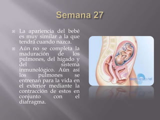   La apariencia del bebé
    es muy similar a la que
    tendrá cuando nazca.
   Aún no se completa la
    maduración     de     los
    pulmones, del hígado y
    del              sistema
    inmunológico. Aún así
    los     pulmones       se
    entrenan para la vida en
    el exterior mediante la
    contracción de estos en
    conjunto     con       el
    diafragma.
 