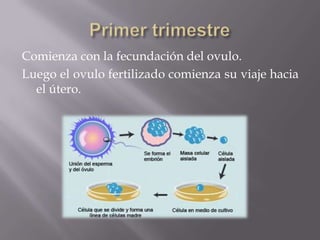 Comienza con la fecundación del ovulo.
Luego el ovulo fertilizado comienza su viaje hacia
  el útero.
 