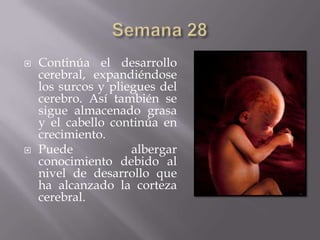    Continúa el desarrollo
    cerebral, expandiéndose
    los surcos y pliegues del
    cerebro. Así también se
    sigue almacenado grasa
    y el cabello continúa en
    crecimiento.
   Puede            albergar
    conocimiento debido al
    nivel de desarrollo que
    ha alcanzado la corteza
    cerebral.
 