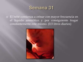    El bebé comienza a orinar con mayor frecuencia en
    el liquido amniótico y por consiguiente tragar
    constantemente este mismo. (0,5 litros diarios)
 