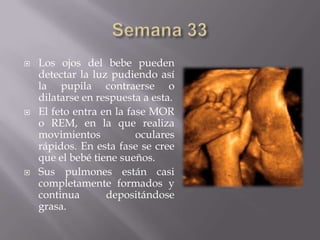    Los ojos del bebe pueden
    detectar la luz pudiendo así
    la pupila contraerse o
    dilatarse en respuesta a esta.
   El feto entra en la fase MOR
    o REM, en la que realiza
    movimientos           oculares
    rápidos. En esta fase se cree
    que el bebé tiene sueños.
   Sus pulmones están casi
    completamente formados y
    continua       depositándose
    grasa.
 