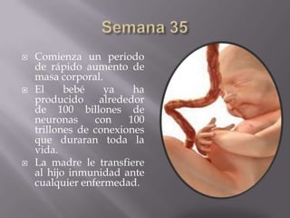    Comienza un periodo
    de rápido aumento de
    masa corporal.
   El     bebé    ya    ha
    producido alrededor
    de 100 billones de
    neuronas     con    100
    trillones de conexiones
    que duraran toda la
    vida.
   La madre le transfiere
    al hijo inmunidad ante
    cualquier enfermedad.
 