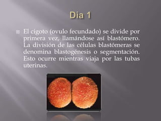    El cigoto (ovulo fecundado) se divide por
    primera vez, llamándose así blastómero.
    La división de las células blastómeras se
    denomina blastogénesis o segmentación.
    Esto ocurre mientras viaja por las tubas
    uterinas.
 