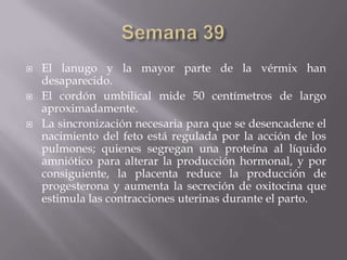    El lanugo y la mayor parte de la vérmix han
    desaparecido.
   El cordón umbilical mide 50 centímetros de largo
    aproximadamente.
   La sincronización necesaria para que se desencadene el
    nacimiento del feto está regulada por la acción de los
    pulmones; quienes segregan una proteína al líquido
    amniótico para alterar la producción hormonal, y por
    consiguiente, la placenta reduce la producción de
    progesterona y aumenta la secreción de oxitocina que
    estimula las contracciones uterinas durante el parto.
 