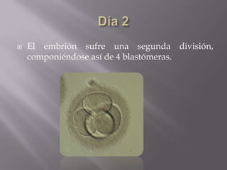    El embrión sufre una segunda división,
    componiéndose así de 4 blastómeras.
 