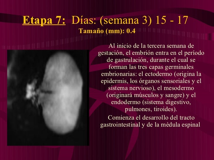 Como Es Un Bebe De 7 Semanas Y 3 Dias - Consejos de Bebé - Cuanto Mide Un Feto De 7 Semanas