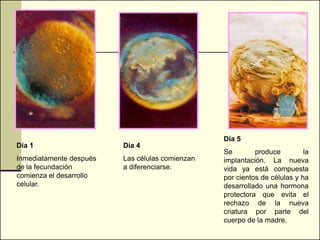 Día 5
Día 1                    Día 4
                                                 Se        produce         la
Inmediatamente después   Las células comienzan   implantación. La nueva
de la fecundación        a diferenciarse.        vida ya está compuesta
comienza el desarrollo                           por cientos de células y ha
celular.                                         desarrollado una hormona
                                                 protectora que evita el
                                                 rechazo de la nueva
                                                 criatura por parte del
                                                 cuerpo de la madre.
 
