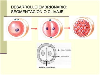 DESARROLLO EMBRIONARIO:
SEGMENTACIÓN O CLIVAJE
 
