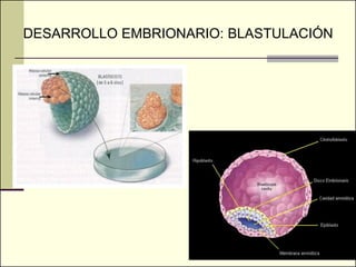 DESARROLLO EMBRIONARIO: BLASTULACIÓN
 