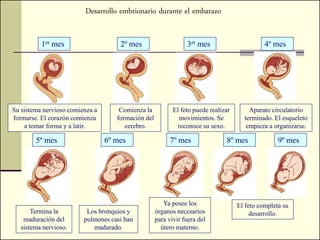Desarrollo embrionario durante el embarazo


          1er mes                    2º mes                     3er mes                       4º mes




Su sistema nervioso comienza a       Comienza la           El feto puede realizar       Aparato circulatorio
formarse. El corazón comienza       formación del            movimientos. Se          terminado. El esqueleto
    a tomar forma y a latir.           cerebro.             reconoce su sexo.          empieza a organizarse.

        5º mes                   6º mes                   7º mes               8º mes              9º mes




                                                       Ya posee los                 El feto completa su
       Termina la         Los bronquios y           órganos necesarios                   desarrollo.
    maduración del       pulmones casi han          para vivir fuera del
   sistema nervioso.        madurado.                 útero materno.
 