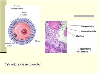 Estructura de un ovocito
 