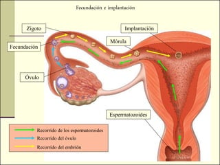 Fecundación e implantación

      Zigoto                                       Implantación

                                             Mórula
Fecundación




      Óvulo




                                             Espermatozoides

          Recorrido de los espermatozoides
          Recorrido del óvulo
          Recorrido del embrión
 