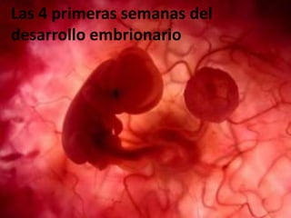 Las 4 primeras semanas del
desarrollo embrionario
 