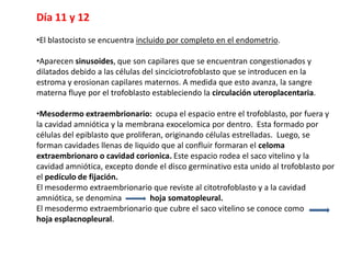 Día 11 y 12
•El blastocisto se encuentra incluido por completo en el endometrio.
•Aparecen sinusoides, que son capilares que se encuentran congestionados y
dilatados debido a las células del sinciciotrofoblasto que se introducen en la
estroma y erosionan capilares maternos. A medida que esto avanza, la sangre
materna fluye por el trofoblasto estableciendo la circulación uteroplacentaria.
•Mesodermo extraembrionario: ocupa el espacio entre el trofoblasto, por fuera y
la cavidad amniótica y la membrana exocelomica por dentro. Esta formado por
células del epiblasto que proliferan, originando células estrelladas. Luego, se
forman cavidades llenas de liquido que al confluir formaran el celoma
extraembrionaro o cavidad corionica. Este espacio rodea el saco vitelino y la
cavidad amniótica, excepto donde el disco germinativo esta unido al trofoblasto por
el pedículo de fijación.
El mesodermo extraembrionario que reviste al citotrofoblasto y a la cavidad
amniótica, se denomina hoja somatopleural.
El mesodermo extraembrionario que cubre el saco vitelino se conoce como
hoja esplacnopleural.
 