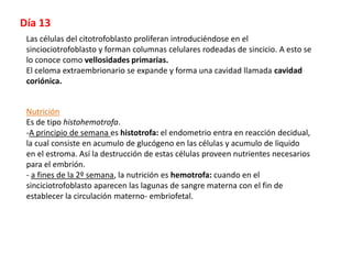 Día 13
Las células del citotrofoblasto proliferan introduciéndose en el
sinciociotrofoblasto y forman columnas celulares rodeadas de sincicio. A esto se
lo conoce como vellosidades primarias.
El celoma extraembrionario se expande y forma una cavidad llamada cavidad
coriónica.
Nutrición
Es de tipo histohemotrofa.
-A principio de semana es histotrofa: el endometrio entra en reacción decidual,
la cual consiste en acumulo de glucógeno en las células y acumulo de liquido
en el estroma. Así la destrucción de estas células proveen nutrientes necesarios
para el embrión.
- a fines de la 2º semana, la nutrición es hemotrofa: cuando en el
sinciciotrofoblasto aparecen las lagunas de sangre materna con el fin de
establecer la circulación materno- embriofetal.
 