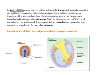 La gastrulación comienza con la formación de la línea primitiva en la superficie
del epiblasto. Las células del epiblasto migran hacia la línea primitiva y se
invaginan. Una vez que las células han invaginado, algunas se desplazan al
hipoblasto dando lugar al endodermo. Otras se sitúan entre el epiblasto y el
endodermo (recién formado), para constituir el mesodermo. Las células que
quedan en el epiblasto forman el ectodermo.
En síntesis, el epiblasto es el origen de todas las capas germinativas.
 