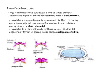 Formación de la notocorda
- Migración de las células epiblasticas a nivel de la fosa primitiva.
- Estas células migran en sentido caudocefalico, hasta la placa precordal.
- Las células prenotocordales se intercalan en el hipoblasto de manera
que la línea media del embrión esté formada por 2 capas celulares
que constituyen la placa notocordal.
- Las células de la placa notocordal proliferan desprendiéndose del
endodermo y forman un cordón macizo llamado notocorda definitiva.
 