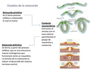 Estadios de la notocorda
Notocorda primitiva
Se la llama proceso
cefálico o notocordal,
la cual es hueca.
Conducto
neuroentérico
Comunica al
amnios con el
saco vitelino
permitiendo el
pasaje de
nutrientes y
sustancias.Notocorda definitiva
Se forma a partir del proceso
cefálico, que es una estructura
maciza cartilaginosa que
funcionará como un esqueleto.
La función de la notocorda es
inducir al desarrollo del sistema
nervioso central.
 