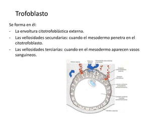 Trofoblasto
Se forma en él:
- La envoltura citotrofoblástica externa.
- Las vellosidades secundarias: cuando el mesodermo penetra en el
citotrofoblasto.
- Las vellosidades terciarias: cuando en el mesodermo aparecen vasos
sanguineos.
 