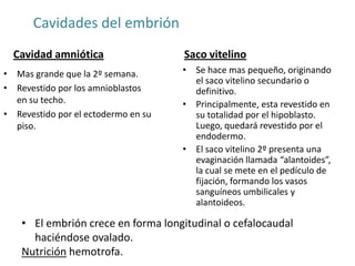 Cavidades del embrión
Cavidad amniótica
• Mas grande que la 2º semana.
• Revestido por los amnioblastos
en su techo.
• Revestido por el ectodermo en su
piso.
Saco vitelino
• Se hace mas pequeño, originando
el saco vitelino secundario o
definitivo.
• Principalmente, esta revestido en
su totalidad por el hipoblasto.
Luego, quedará revestido por el
endodermo.
• El saco vitelino 2º presenta una
evaginación llamada “alantoides”,
la cual se mete en el pedículo de
fijación, formando los vasos
sanguíneos umbilicales y
alantoideos.
• El embrión crece en forma longitudinal o cefalocaudal
haciéndose ovalado.
Nutrición hemotrofa.
 