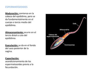 ESPERMATOZOIDES
Maduración: comienza en la
cabeza del epidídimo, pero se
da fundamentalmente en el
cuerpo o tercio medio del
epidídimo.
Almacenamiento: ocurre en el
tercio distal o cola del
epidídimo.
Eyaculación: se da en el fondo
del saco posterior de la
vagina.
Capacitación:
acondicionamiento de los
espermatozoides previo a la
fecundación.
 