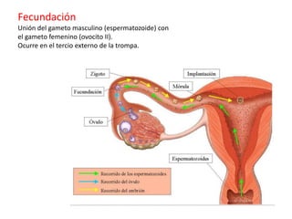 Fecundación
Unión del gameto masculino (espermatozoide) con
el gameto femenino (ovocito II).
Ocurre en el tercio externo de la trompa.
 