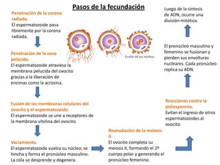 Pasos de la fecundación
Penetración de la corona
radiada.
El espermatozoide pasa
libremente por la corona
radiada.
Penetración de la zona
pelùcida.
El espermatozoide atraviesa la
membrana pelucida del ovocito
gracias a la liberación de
enzimas como la acrosina.
Fusión de las membranas celulares del
ovocito y el espermatozoide.
El espermatozoide se une a receptores de
la membrana vitelina del ovocito.
Vaciamiento.
El espermatozoide vuelca su núcleo, se
hincha y forma el pronúcleo masculino.
La cola se desprende y degenera.
Reanudación de la meiosis
II.
El ovocito completa su
meiosis II, formando el 2º
cuerpo polar y generando el
pronúcleo femenino.
Reacciones contra la
poliespermia.
Evitan el ingreso de otros
espermatozoides al
ovocito.
El pronúcleo masculino y
femenino se fusionan y
pierden sus envolturas
nucleares. Cada pronúcleo
replica su ADN.
Luego de la síntesis
de ADN, ocurre una
división mitótica.
 