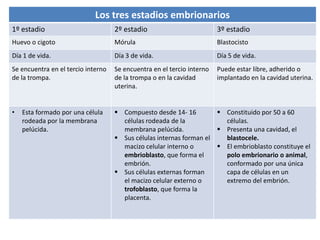 Los tres estadios embrionarios
1º estadio 2º estadio 3º estadio
Huevo o cigoto Mórula Blastocisto
Día 1 de vida. Día 3 de vida. Día 5 de vida.
Se encuentra en el tercio interno
de la trompa.
Se encuentra en el tercio interno
de la trompa o en la cavidad
uterina.
Puede estar libre, adherido o
implantado en la cavidad uterina.
• Esta formado por una célula
rodeada por la membrana
pelúcida.
 Compuesto desde 14- 16
células rodeada de la
membrana pelúcida.
 Sus células internas forman el
macizo celular interno o
embrioblasto, que forma el
embrión.
 Sus células externas forman
el macizo celular externo o
trofoblasto, que forma la
placenta.
 Constituido por 50 a 60
células.
 Presenta una cavidad, el
blastocele.
 El embrioblasto constituye el
polo embrionario o animal,
conformado por una única
capa de células en un
extremo del embrión.
 
