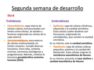 Segunda semana de desarrollo
Trofoblasto
• Citotrofoblasto: capa interna de
células cubicas mononucleadas con
limites entre células. Se dividen y
fusionan originando las células de la
capa externa.
• Sinciciotrofoblasto: zona externa
de células multinucleadas sin
limites celulares. Cumple diversas
funciones. Entre ellas, sintetiza
enzimas, hormonas (estrógenos y
progesterona). Además, sintetiza la
hormona gonadatrofina corionica
humana (GSH).
Embrioblasto
• Epiblasto: capa de células cilíndricas,
adyacente a la cavidad amniótica.
Estas células suelen dividirse con
frecuencia, originando los
amnioblastos, que revisten la cavidad
amniótica.
En su interior, esta la cavidad amniótica.
• Hipoblasto: capa de células cubicas
pequeñas, próxima a la cavidad del
blastocisto. Estas células originan la
membrana exocelómica de Heuser.
En su interior, presenta el saco vitelino o
cavidad exocelómica de Heuser.
Día 8
 
