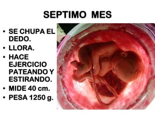 SEPTIMO MES
• SE CHUPA EL
DEDO.
• LLORA.
• HACE
EJERCICIO
PATEANDO Y
ESTIRANDO.
• MIDE 40 cm.
• PESA 1250 g.

 