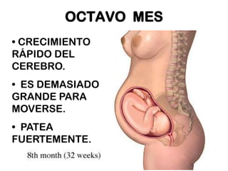 OCTAVO MES
• CRECIMIENTO
RÁPIDO DEL
CEREBRO.
• ES DEMASIADO
GRANDE PARA
MOVERSE.
• PATEA
FUERTEMENTE.

 